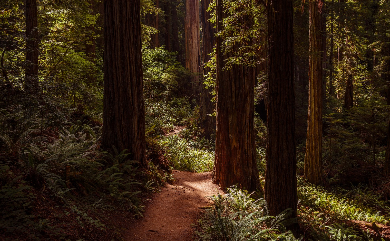 Redwoods Path at Praire Creek