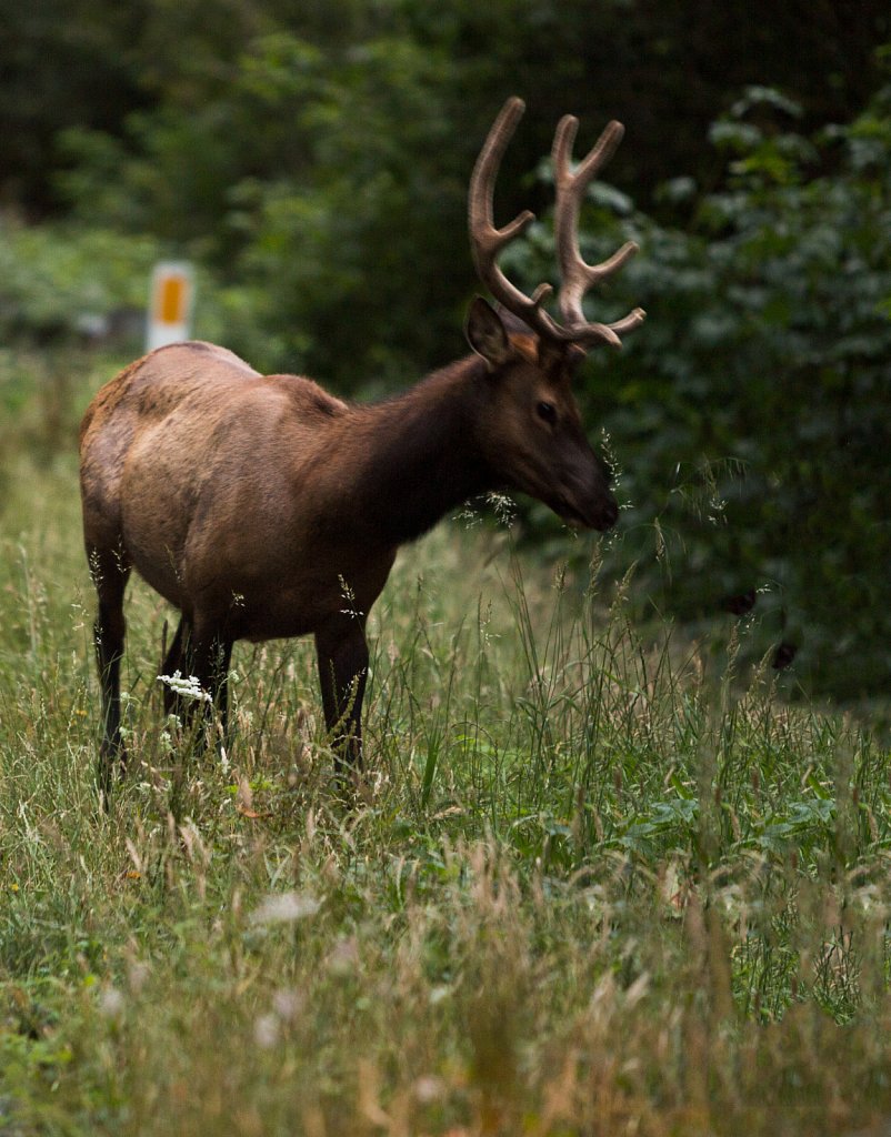 Roosevelt Elk