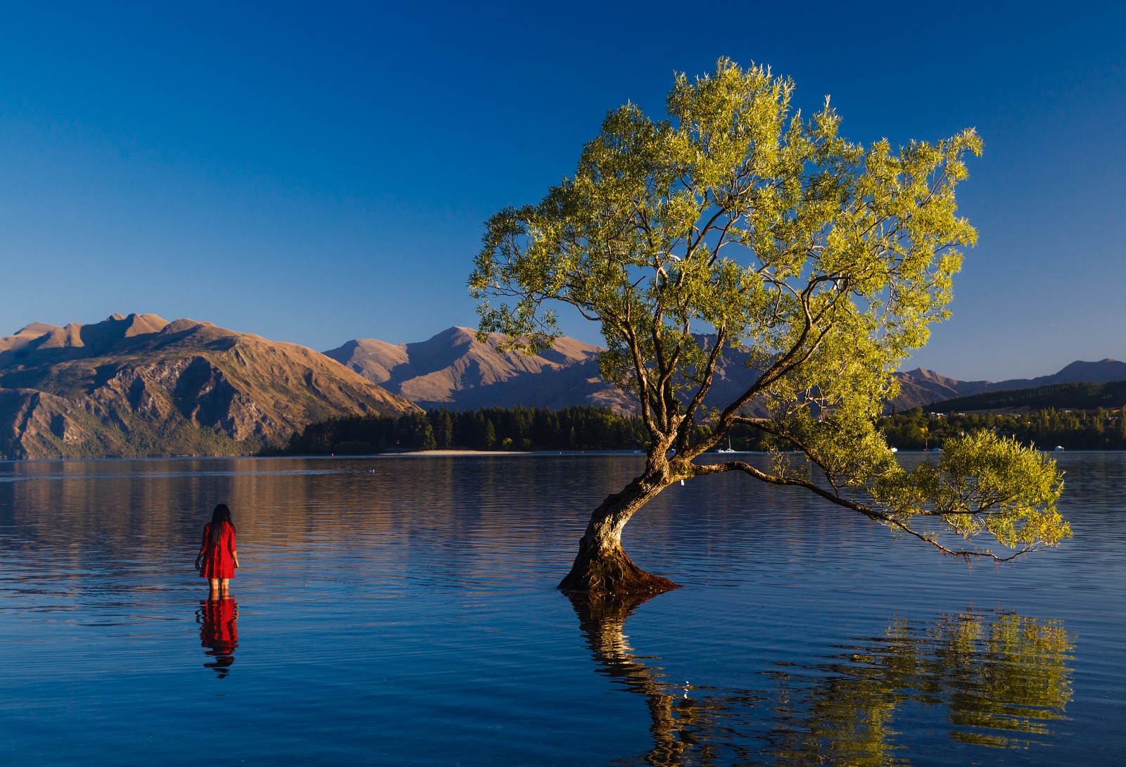 Ananya Ray and That Wanaka Tree